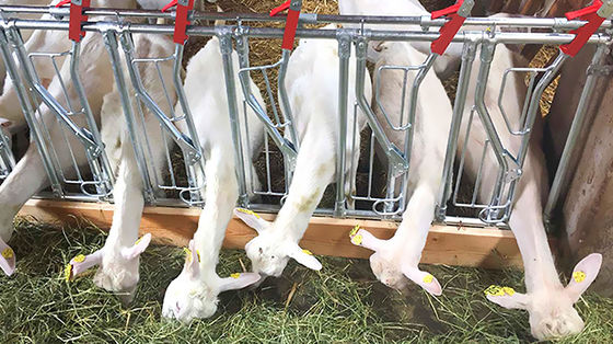 Otwarty bok Domy drobiowe Typ prefabrykowana szopa do hodowli kóz, świń koni i bydła