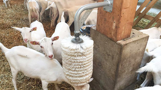 Otwarty bok Domy drobiowe Typ prefabrykowana szopa do hodowli kóz, świń koni i bydła