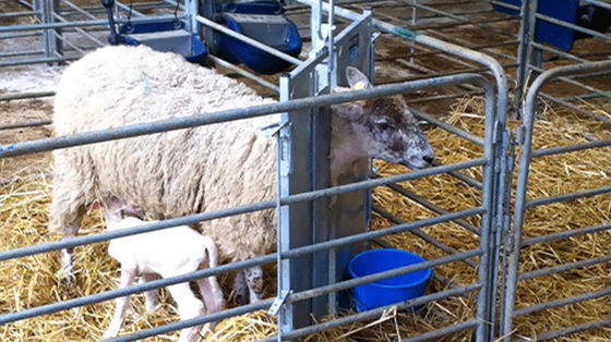 Otwarty bok Domy drobiowe Typ prefabrykowana szopa do hodowli kóz, świń koni i bydła